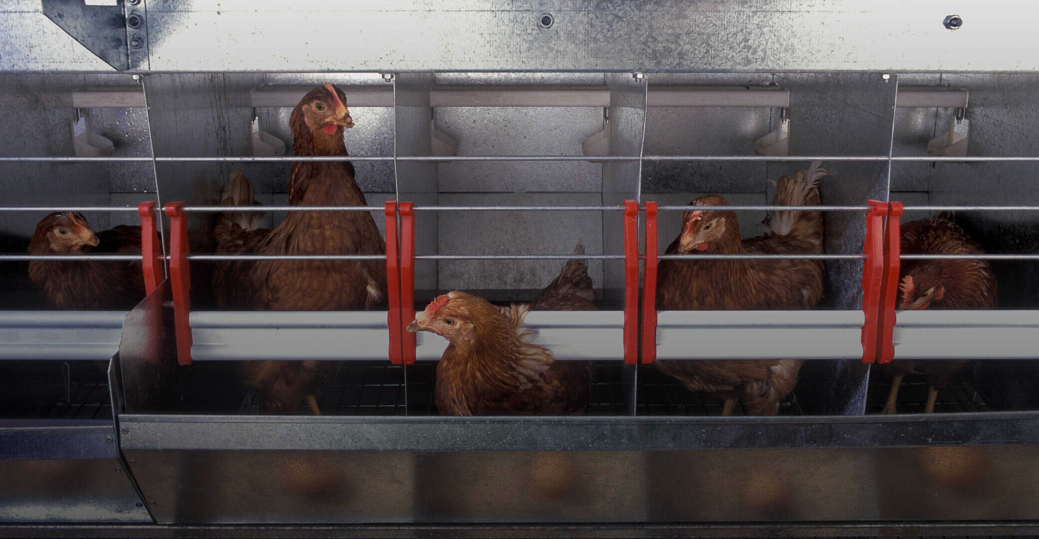 fried-eggs-frying-pan-raw-eggs-organic-food-good-health-high-protein 3 (1)